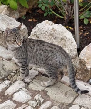 Total lieber Kater abzugeben