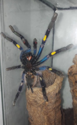 Vogelspinne metallica