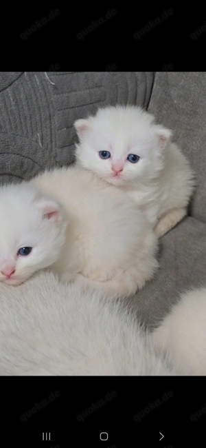 Bezaubernde BKH und BLH Kitten mit blauen Augen  