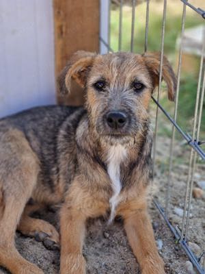 Enno, ein junger Hund, lieb und verspielt, sucht ein Körbchen