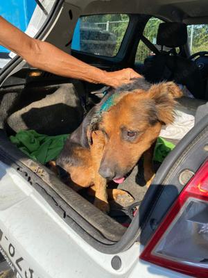 Samson, z.Zt. in Ungarn, NOTFALL, treuer Rüde Bild 7