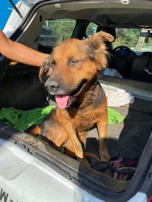 Samson, z.Zt. in Ungarn, NOTFALL, treuer Rüde Bild 6