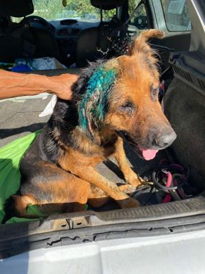 Samson, z.Zt. in Ungarn, NOTFALL, treuer Rüde Bild 9