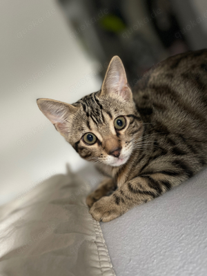 Kitten (Bengal)