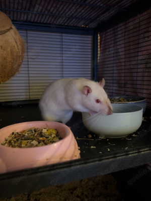 Albino Ratte