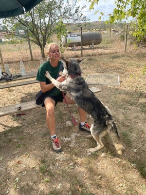 Kody, z. Zt. In Ungarn, aufgeschlossener und freundlicher Begleiter  Bild 9