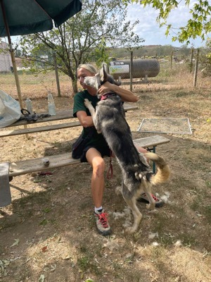 Kody, z. Zt. In Ungarn, aufgeschlossener und freundlicher Begleiter  Bild 8