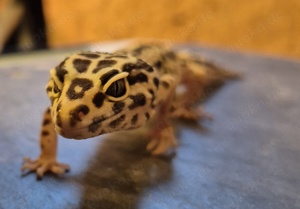 Bold Stripe Leopardgecko