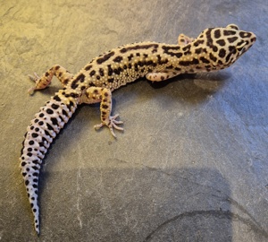 Leopardgecko Bold Stripe 