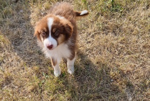 Australian shepherd Toy Miniature Australian Shepherd 