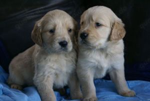 Entzückende Golden Retriever-Welpen zur Adoption.