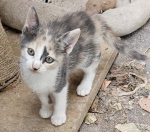 Hauskatzenbabys suchen liebevolles Zuhause