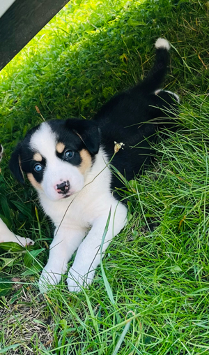 Appenzeller Sennenhund x Mini-Husky