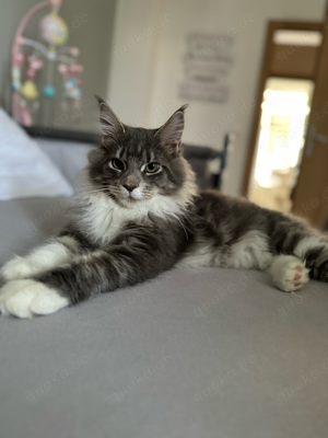 Maine Coon Kater 