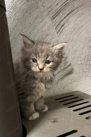 Main Coon Kitten 