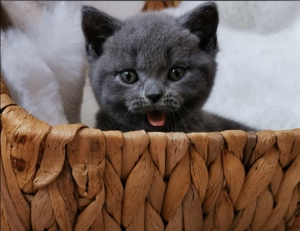 Kleines Bkh Katerchen in liebevolle Hände abzugeben 