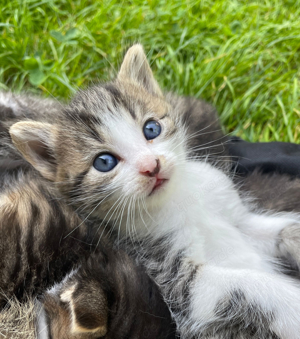 Aktuell alle Katzen reserviert - Katzenbabys