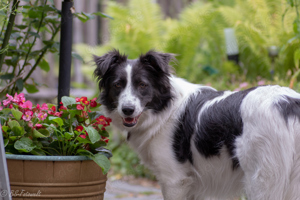 Liebevolle Border Collie Hündin sucht neues Zuhause