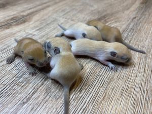 Baby Rennmäuse aus kleiner Hobbyzucht (Rennmaus, Gerbil, Wüstenrennmaus)