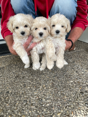 Maltipoo welpen 