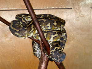 1.1 Morelia spilota harrisoni semiadult, Papua Teppichpython