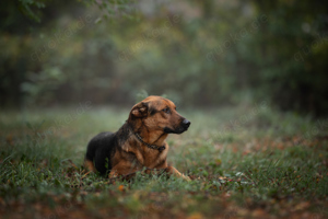 *AKASCHA* - Der freundliche, aktive Rüde sucht unternehmungslustige Familie 