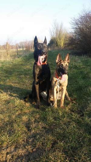 X Herder, Malinois Holländischer-Schäferhund