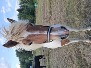 isländer pony wallach