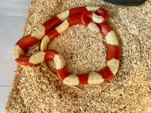 Lampropeltis triangulum nelsoni albino