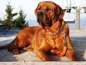Tosa inu - reinrassigen Welpen - May- Juni 2025 Bild 1
