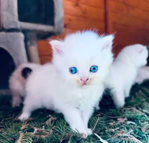 Außergewöhnliche BLH RAGDOLL Kitten reinrassig Kater Katze weiß mitted grau 