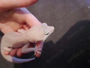 Weibliche Leopardgeckos (Diablo Blanco) 