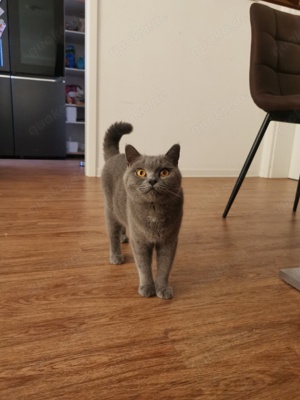 Bkh Katze mit Stammbaum sucht neues Zuhause