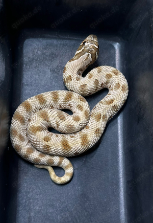 Heterodon Nasicus, Pärchen, Hakennasennatter, 