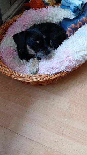 franzözische bulldogge mix 