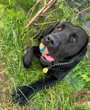 Labrador Rüde sucht neues Zuhause 