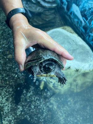 Moschusschildköte inkl. Aquarium abzugeben