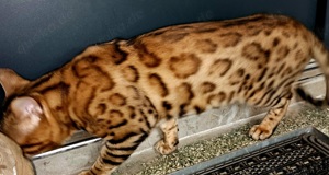 Bengal Kater 