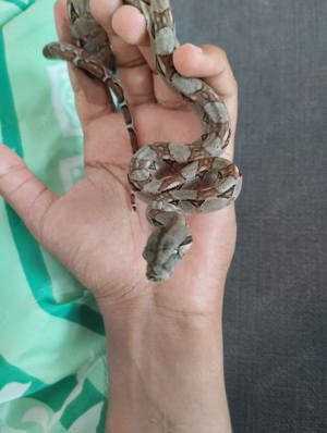 Baby Boa Constrictor Imperator (Weibchen) 