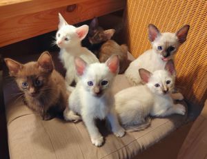 Okh Cornish rex Edelmix Kitten suchen