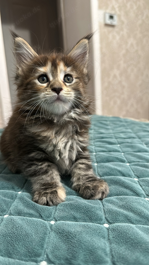 Maine-Coon-Kätzchen