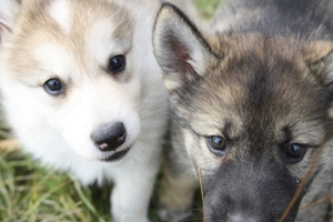 Nord - Hybrid Welpen (A. Malamute - Eurasier) suchen ein liebevolles Zuhause