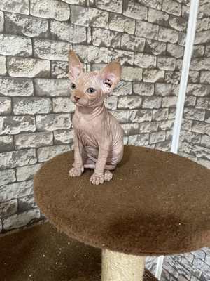 Sphynx  2 kater 3 Monate! 