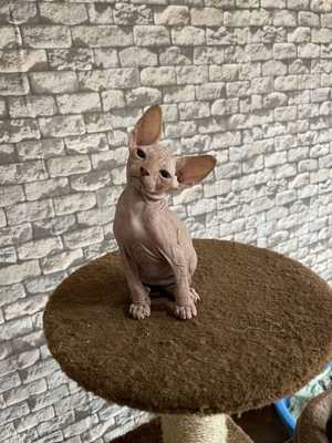 Sphynx  2 kater 3 Monate! 