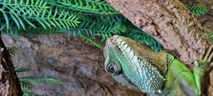 Grüne Wasseragame Bock zu verkaufen 