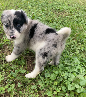 Australian Shepherd Hündin 