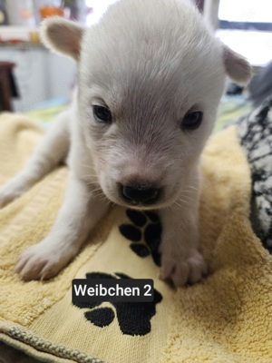 Husky Welpe Weiß mit blauen Augen