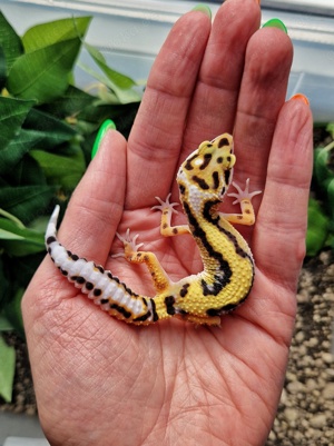 Leopardgecko Weibchen - Nachzucht aus 2024 - Eublepharis macularius