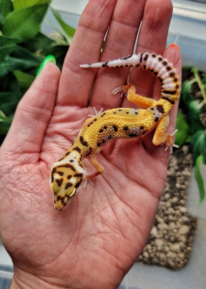 Leopardgecko Weibchen - Nachzucht aus 2024 - Eublepharis macularius