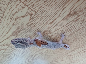 Leopardgeckos suchen neues Zuhause!